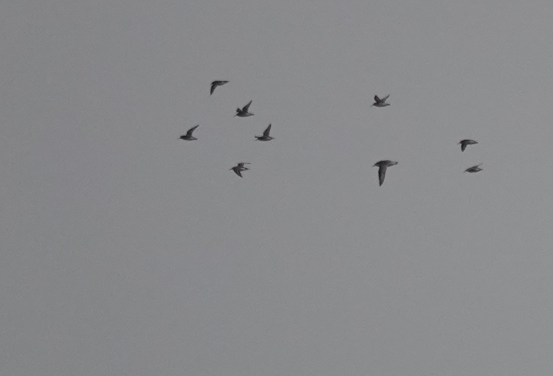 Bécasseau maubèche - ML645840353