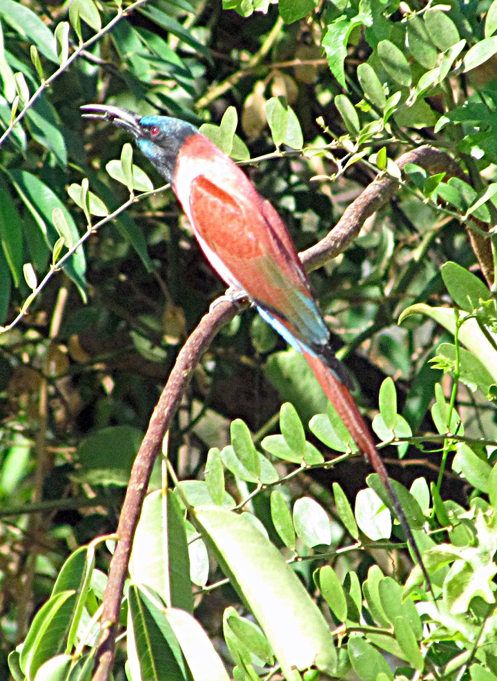 שרקרק ורוד - ML645840354
