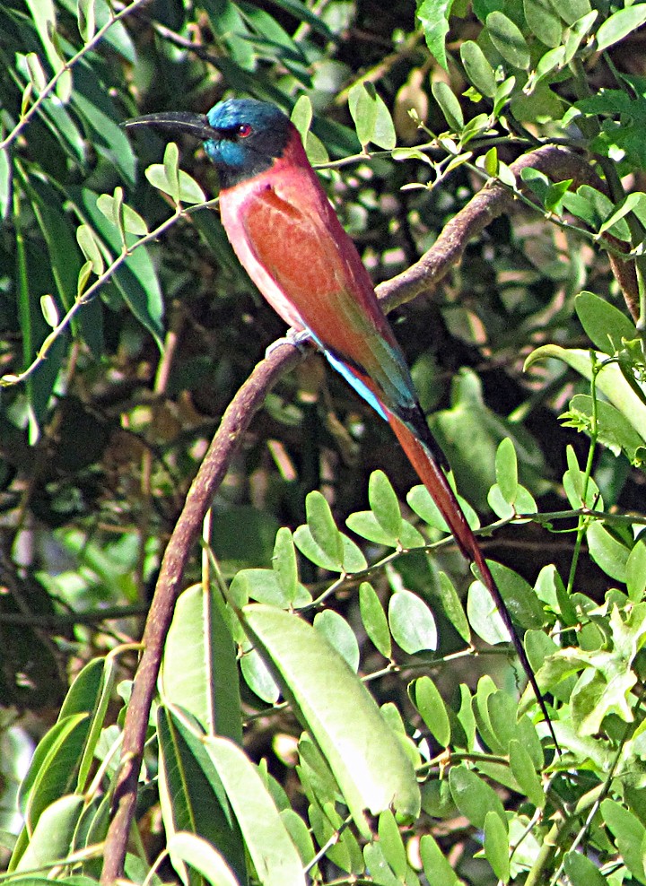 שרקרק ורוד - ML645840355