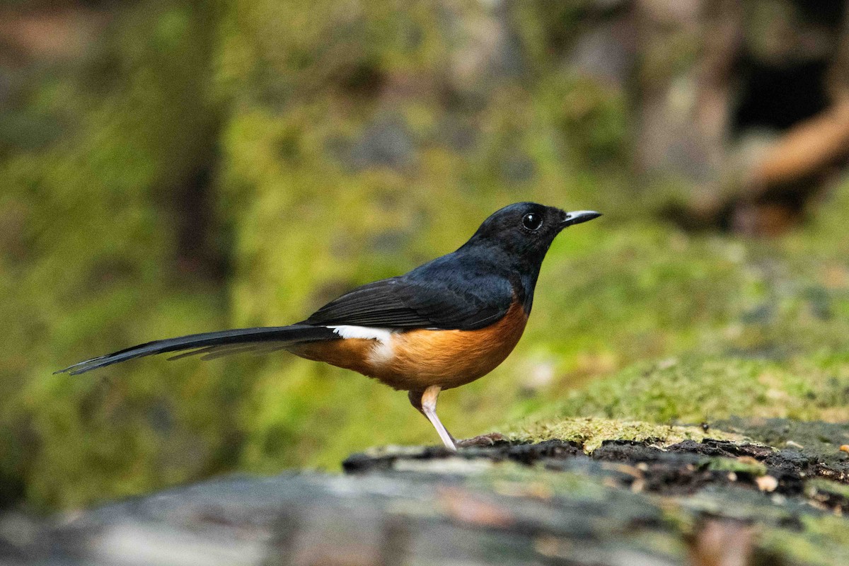 White-rumped Shama (White-rumped) - ML645840356