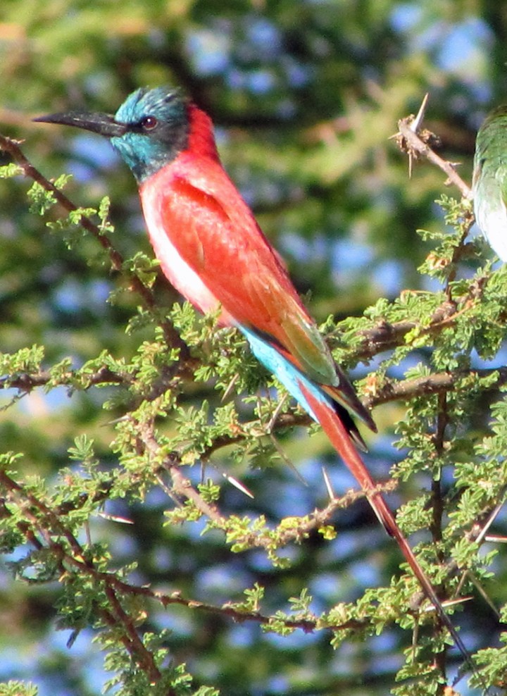 שרקרק ורוד - ML645840363