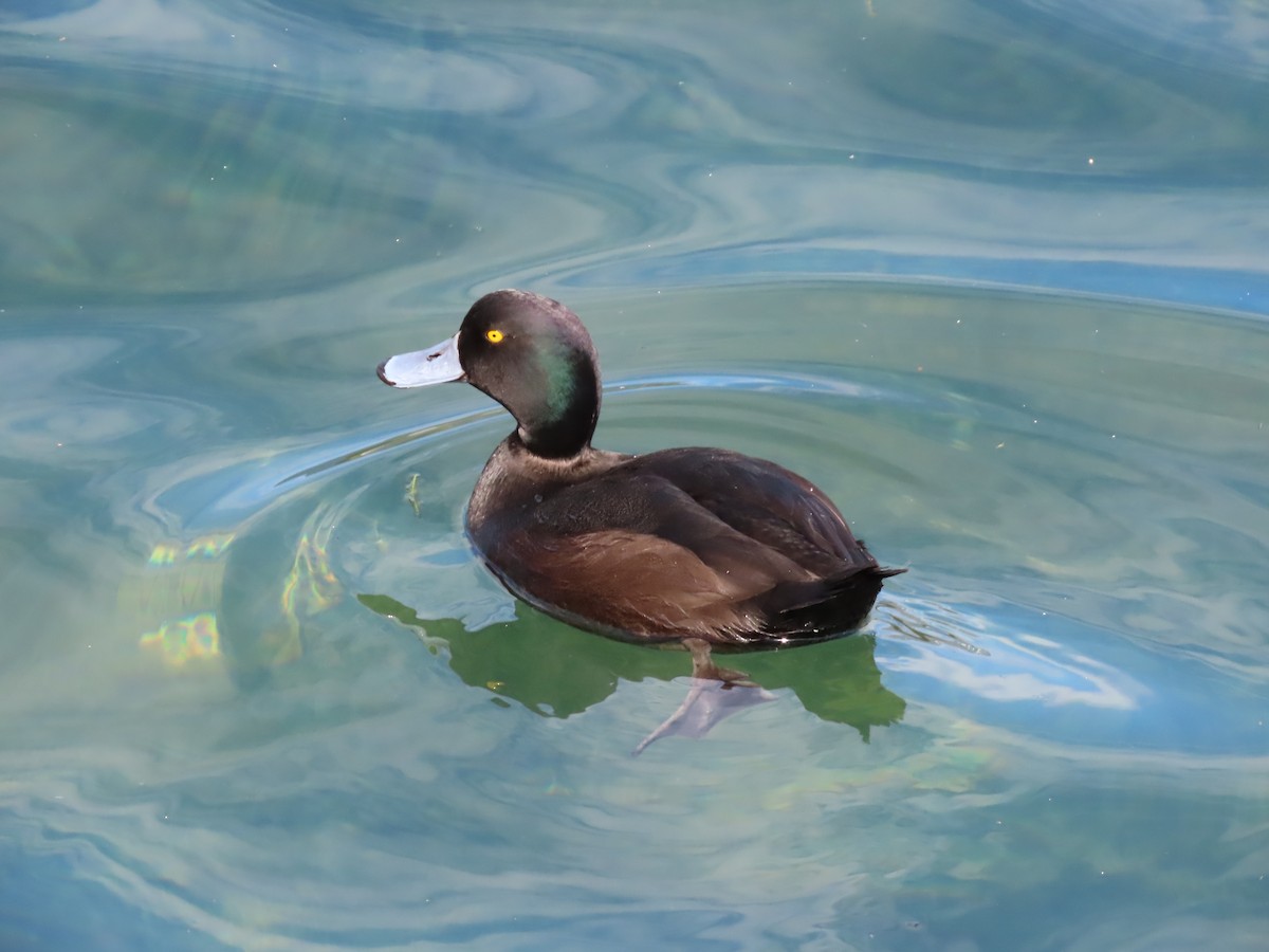 Yeni Zelanda Patkası - ML645840364