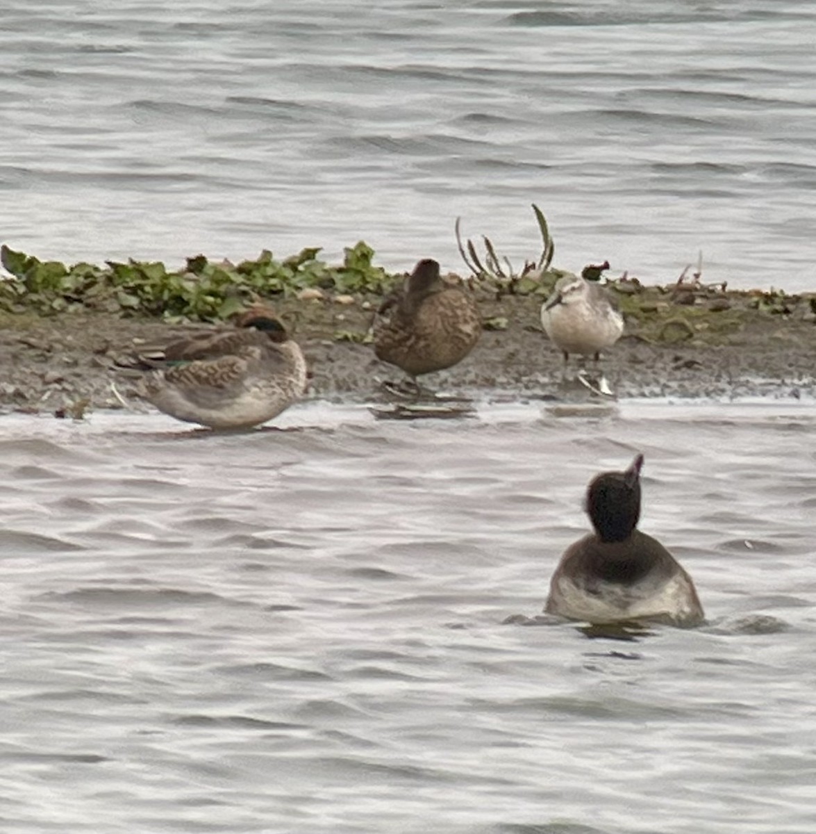 Bécasseau maubèche - ML645840365