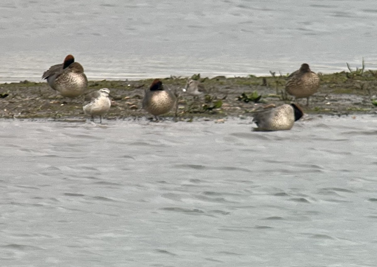 Bécasseau maubèche - ML645840366