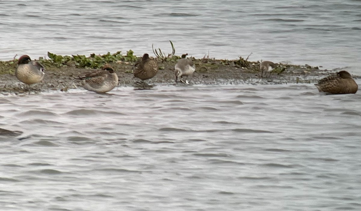 Bécasseau maubèche - ML645840367