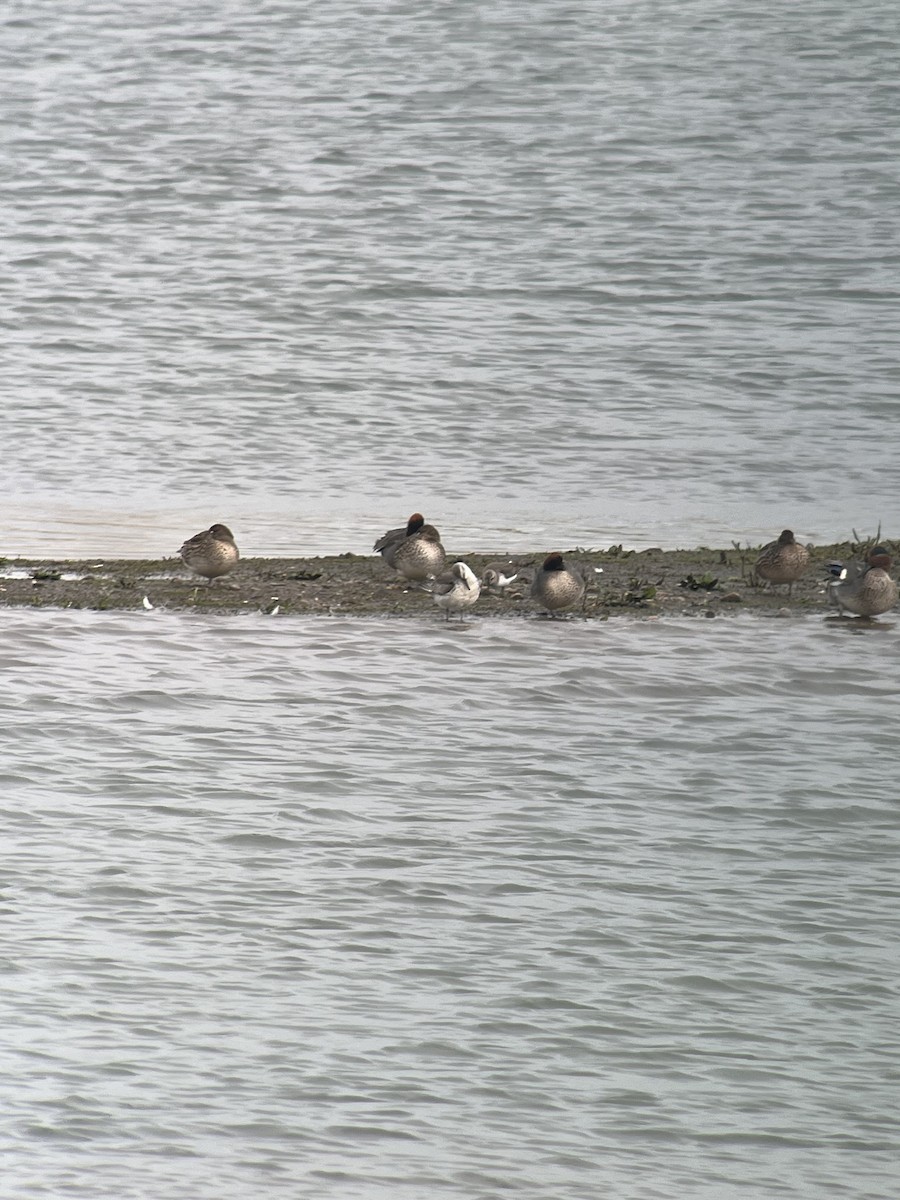 Red Knot - ML645840368