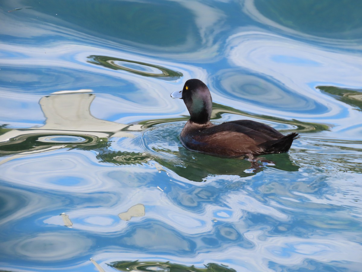 New Zealand Scaup - ML645840369