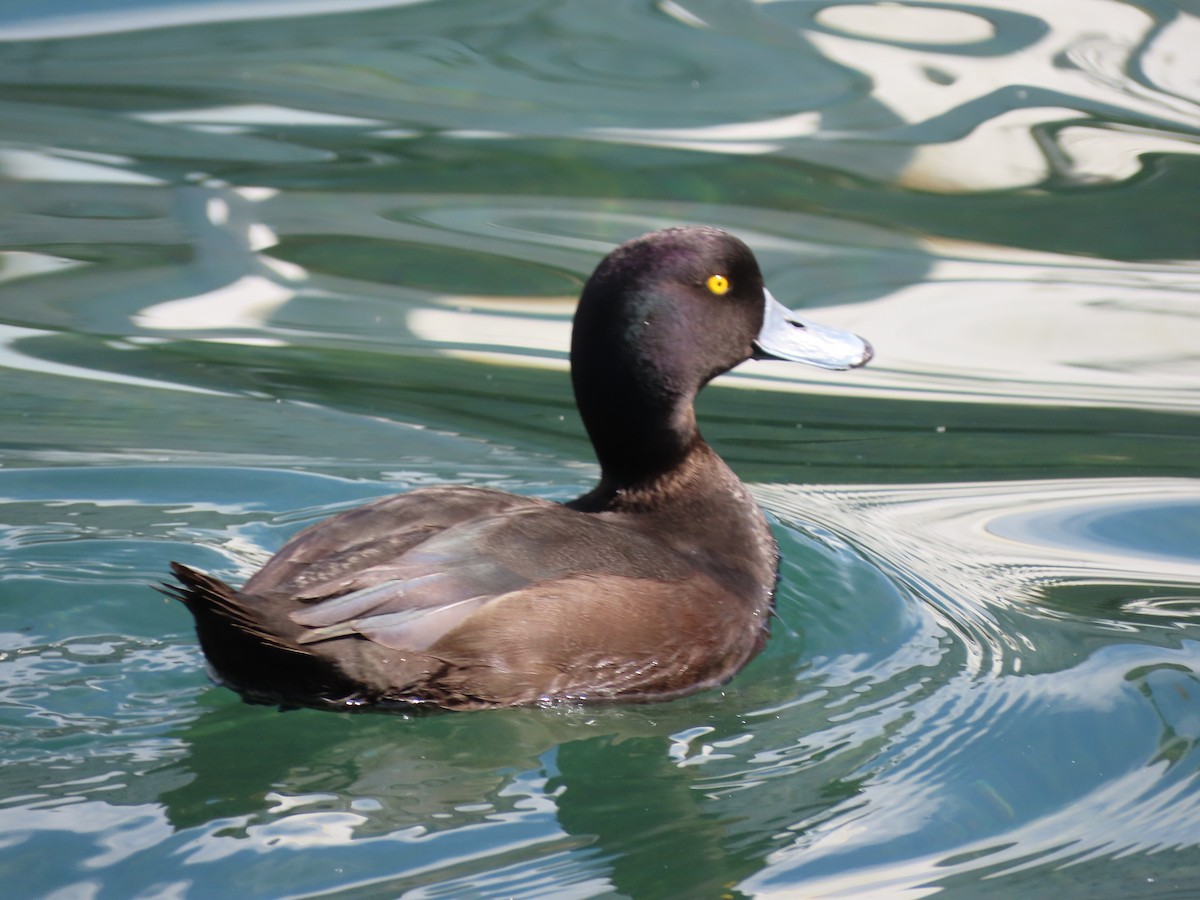 New Zealand Scaup - ML645840373