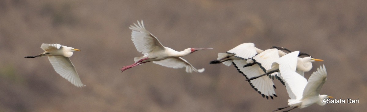 African Spoonbill - ML645840374