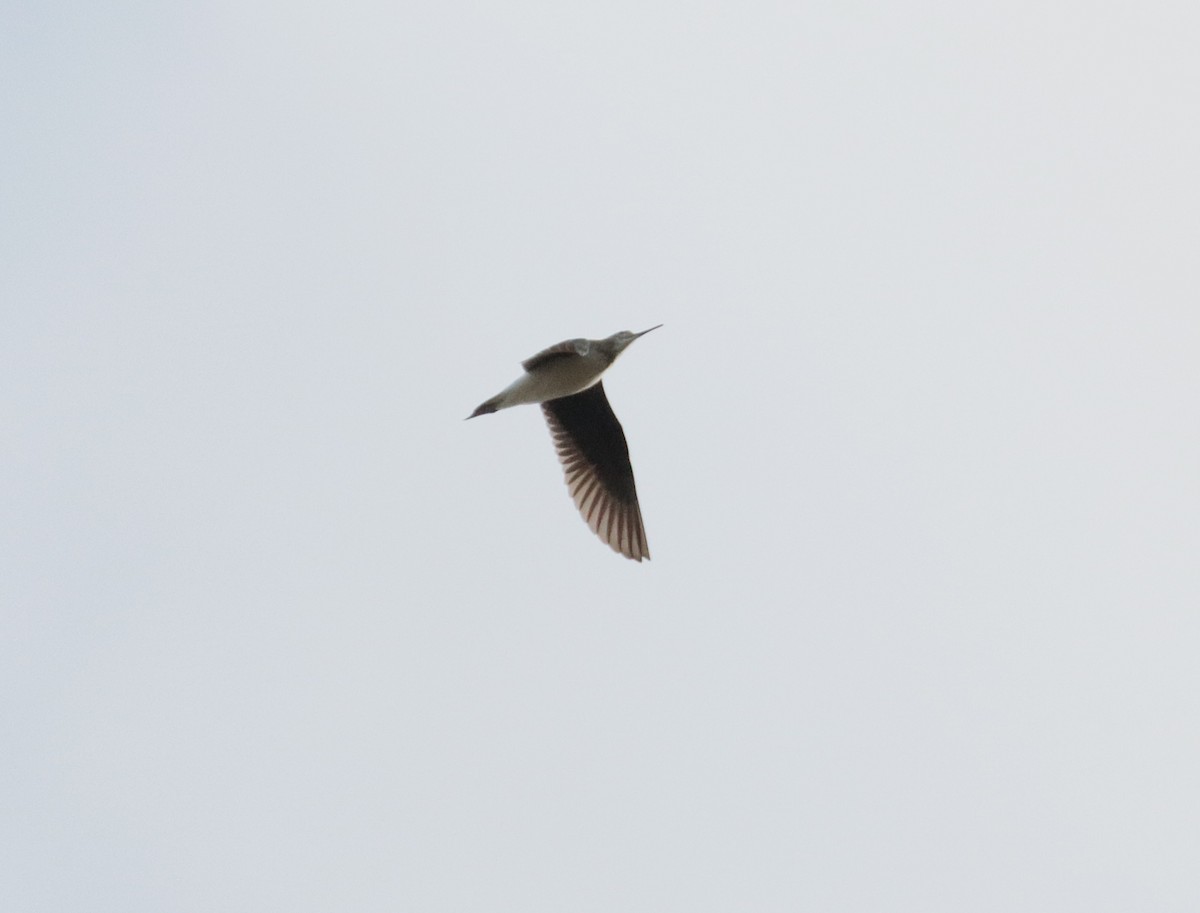 Green Sandpiper - ML645840375