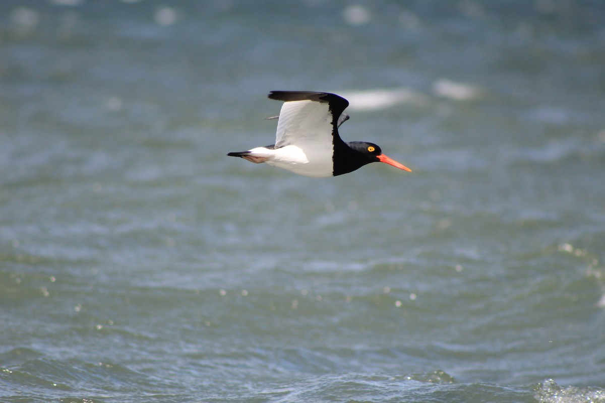 Magellanic Oystercatcher - ML645840376