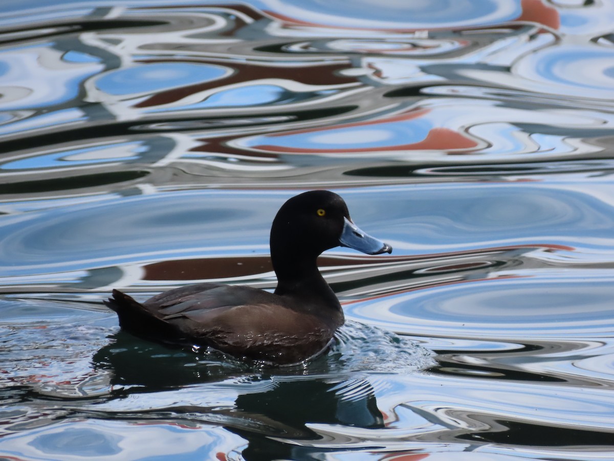 New Zealand Scaup - ML645840379