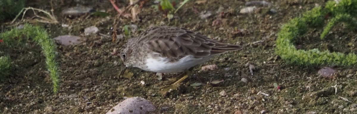 Least Sandpiper - ML645840382