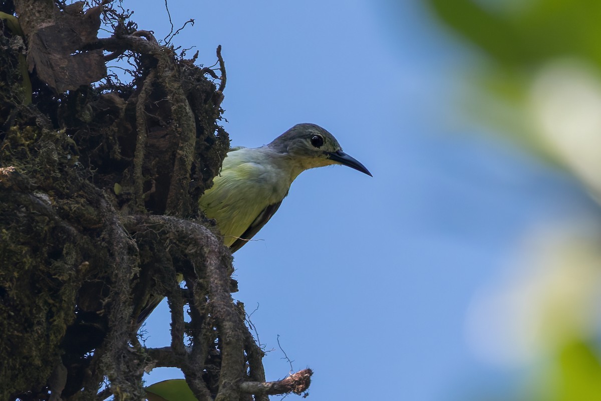 Brown-throated Sunbird - ML645840383