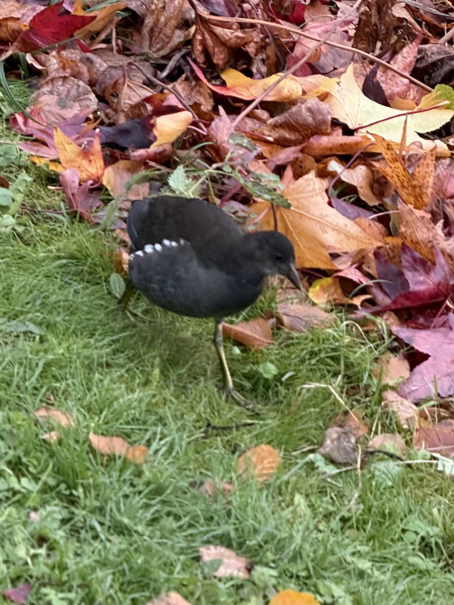 Eurasian Moorhen - ML645840392