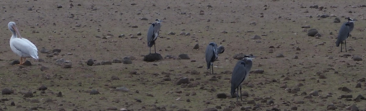 Great Blue Heron - ML645840393