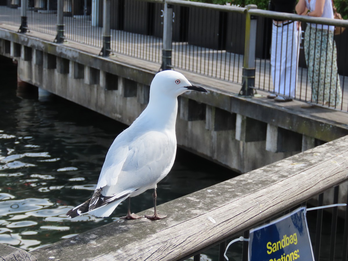 Black-billed Gull - ML645840395
