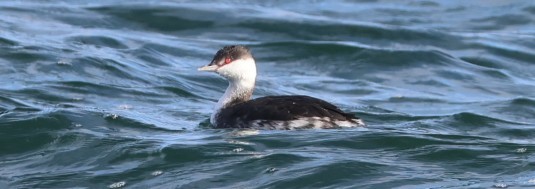 Horned Grebe - ML645840396