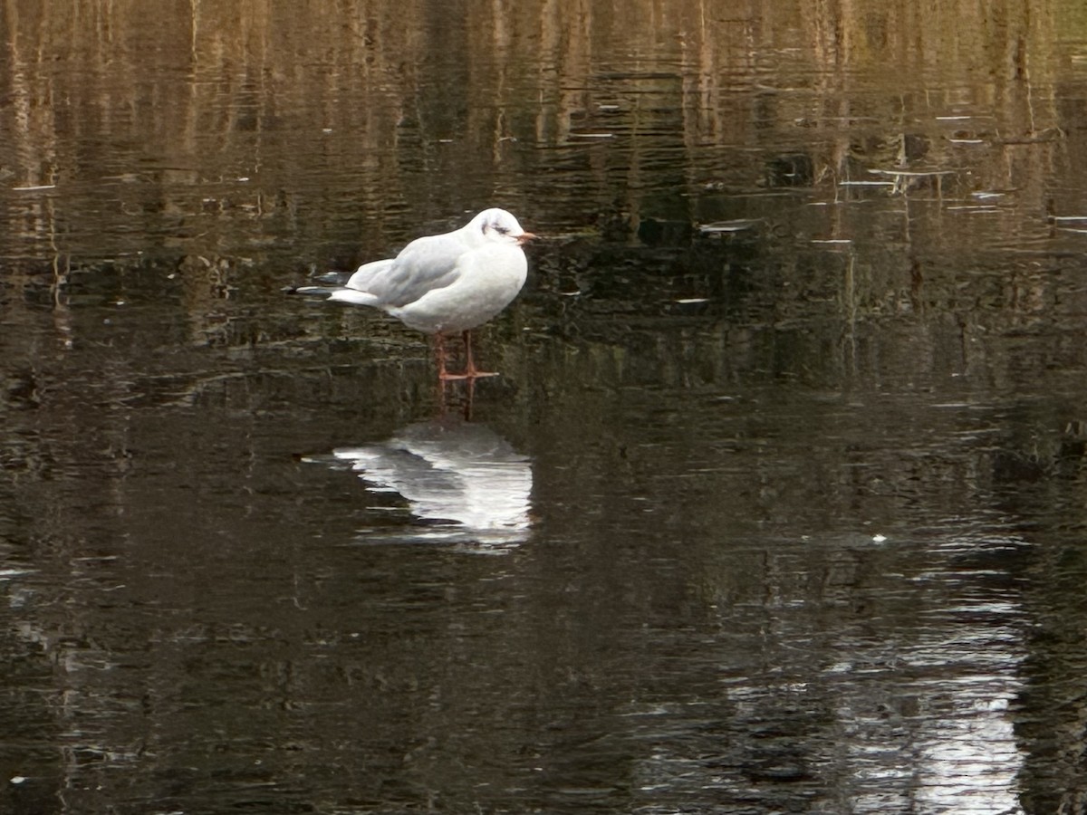 Black-headed Gull - ML645840404