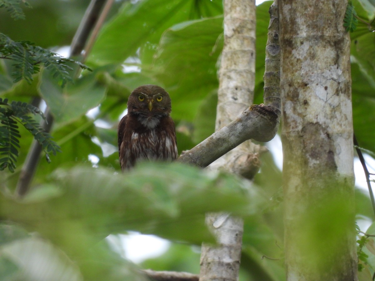 Ferruginous Pygmy-Owl - ML645840405