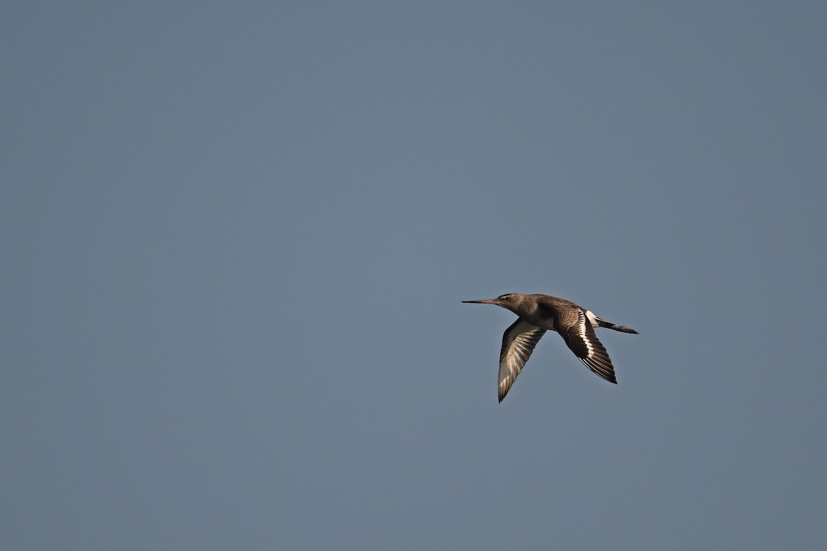 Black-tailed Godwit (melanuroides) - ML645840409