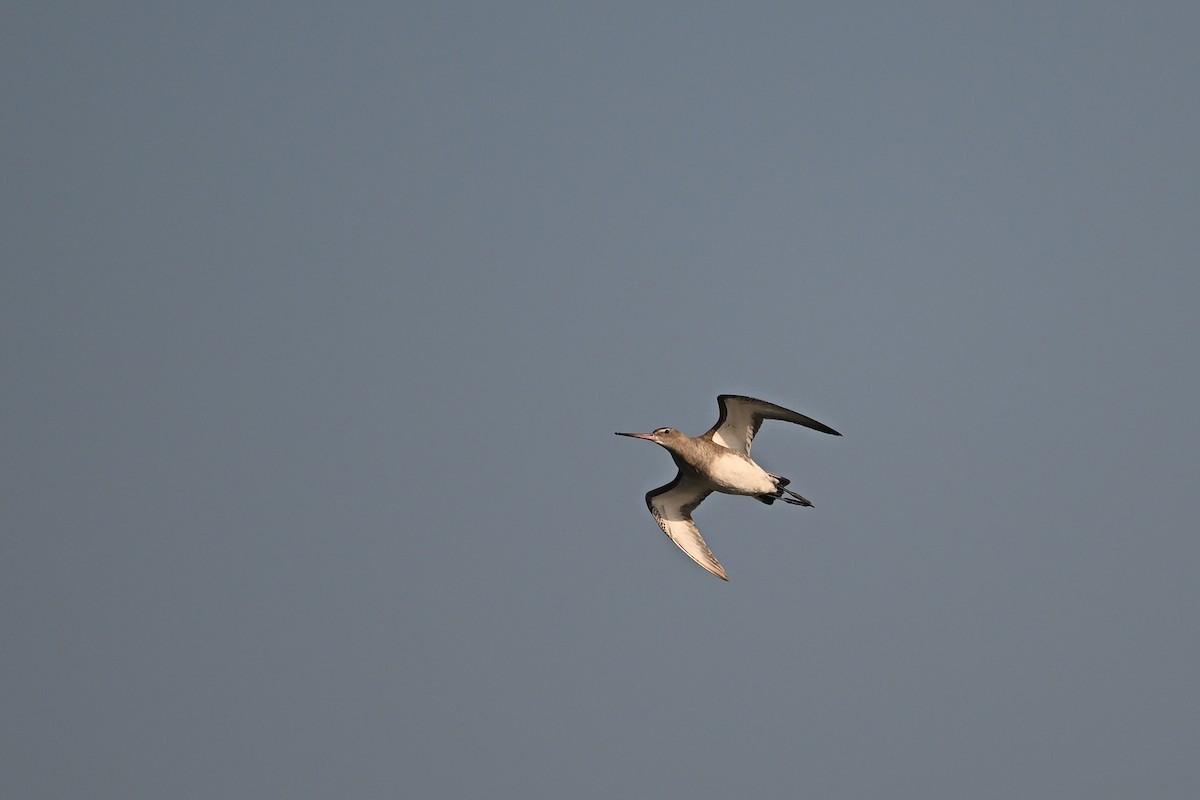 Black-tailed Godwit (melanuroides) - ML645840411