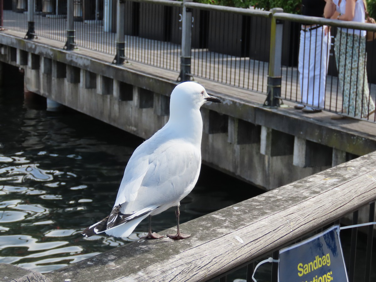 Black-billed Gull - ML645840414