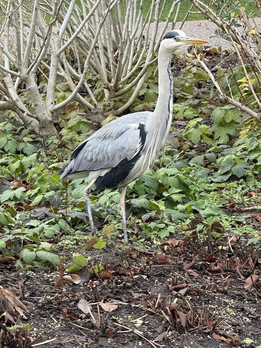 Gray Heron - ML645840421