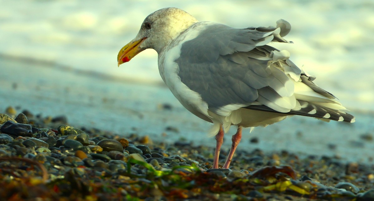 Western x Glaucous-winged Gull (hybrid) - ML645840443