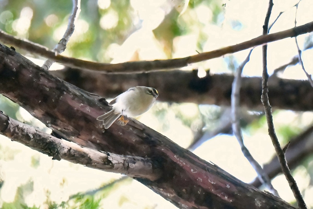 Golden-crowned Kinglet - ML645840453