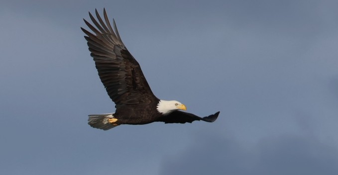 Bald Eagle - ML645840475