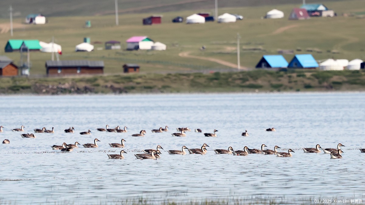 husa labutí - ML645840477