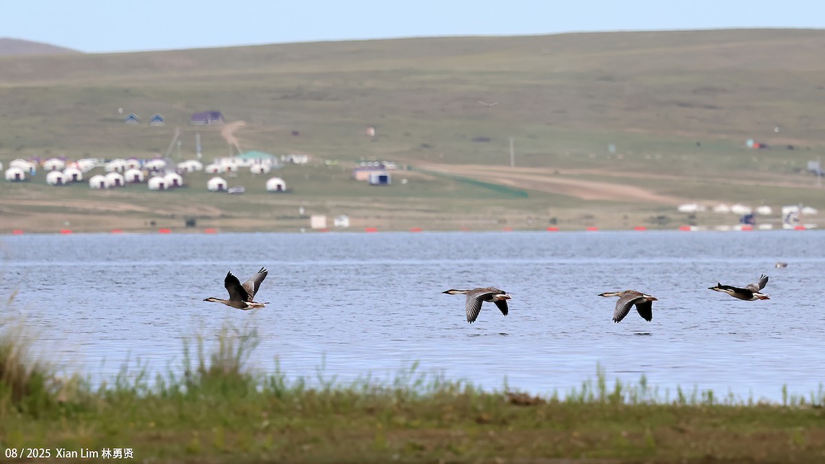 husa labutí - ML645840478