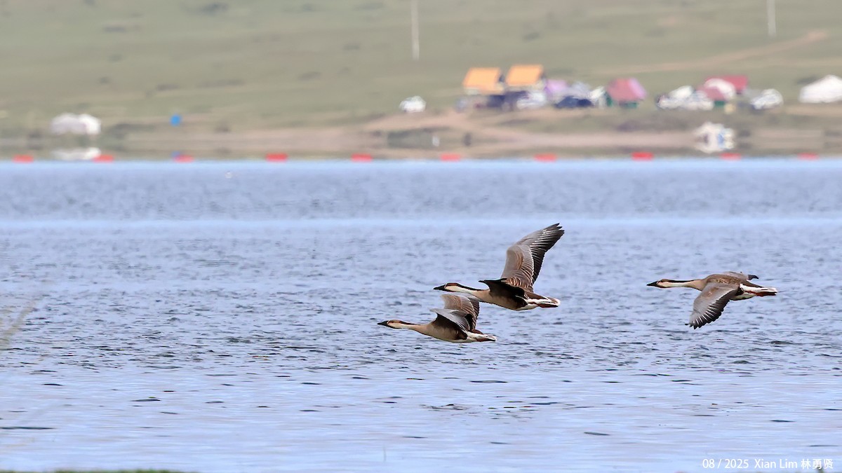 husa labutí - ML645840479