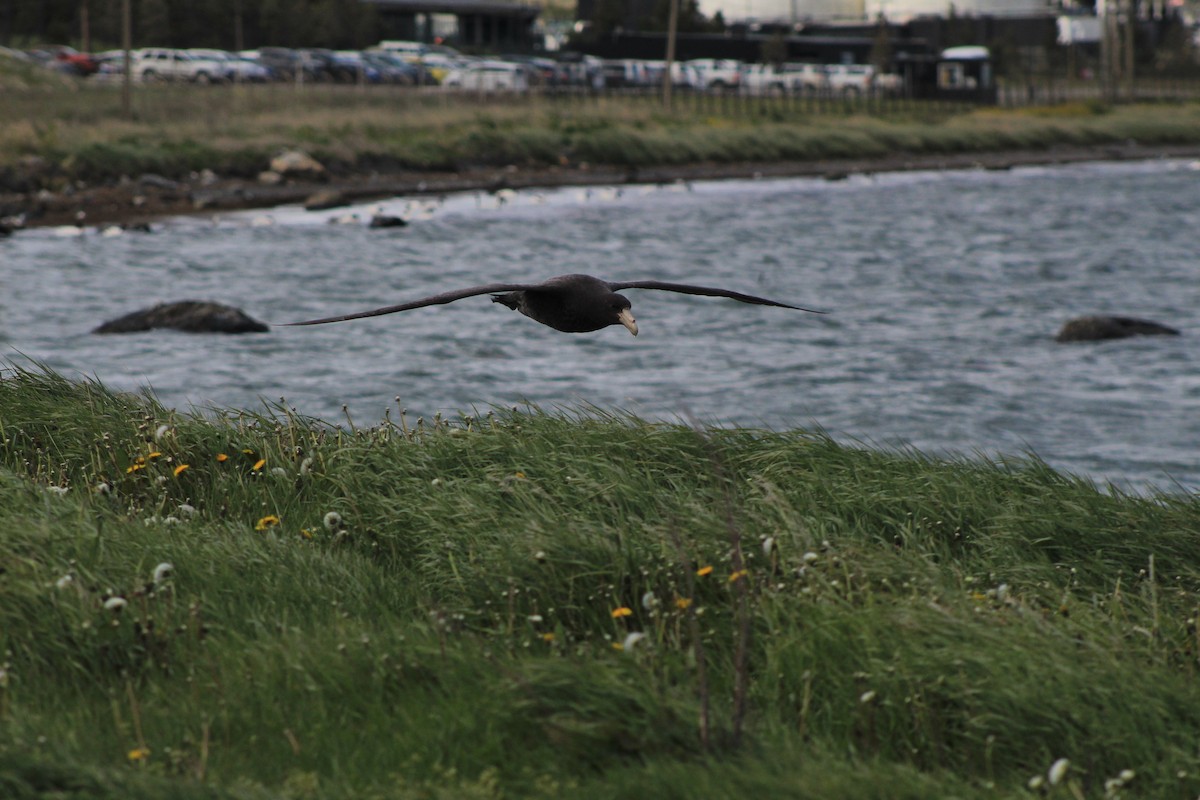 Southern Giant-Petrel - ML645840488