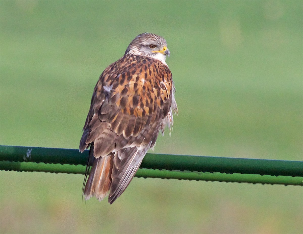 kongevåk - ML645840497