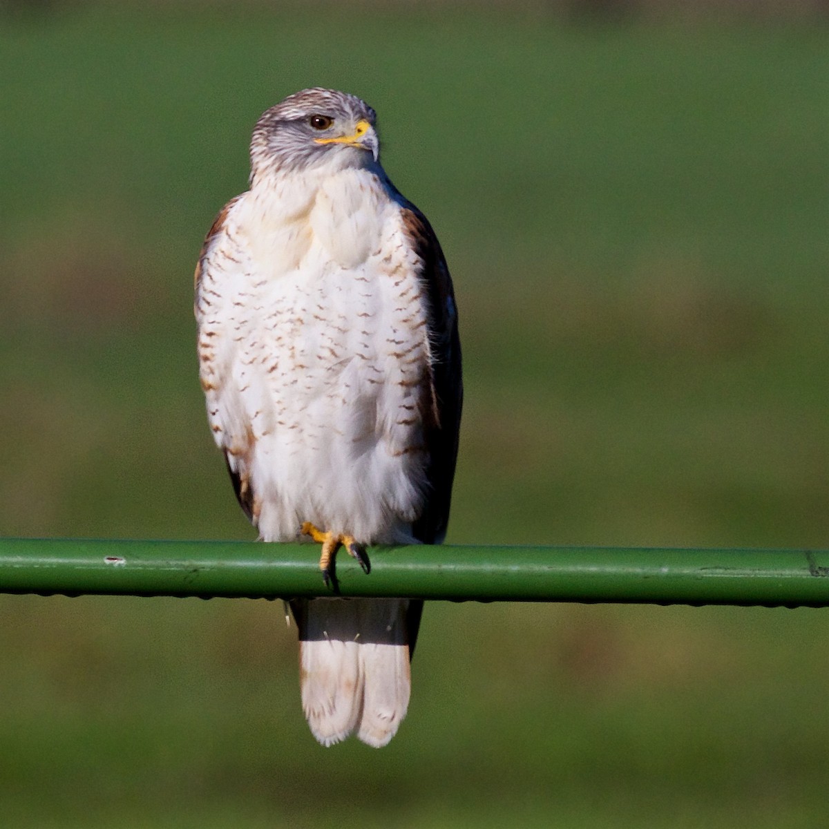 kongevåk - ML645840498