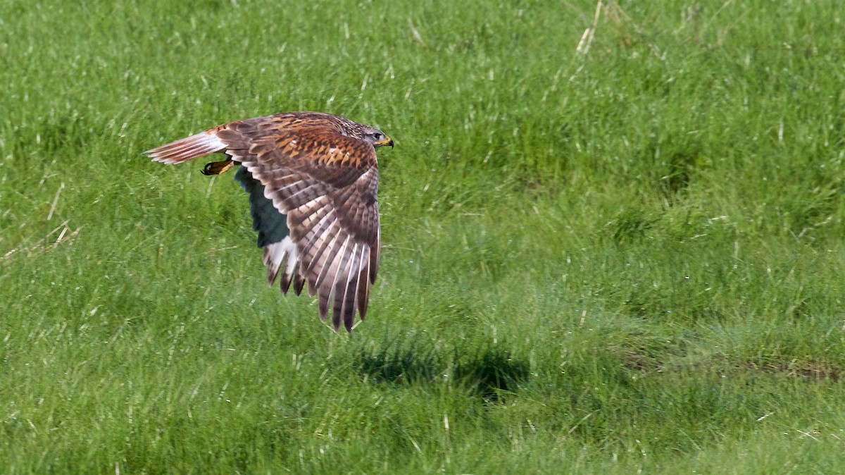 kongevåk - ML645840499