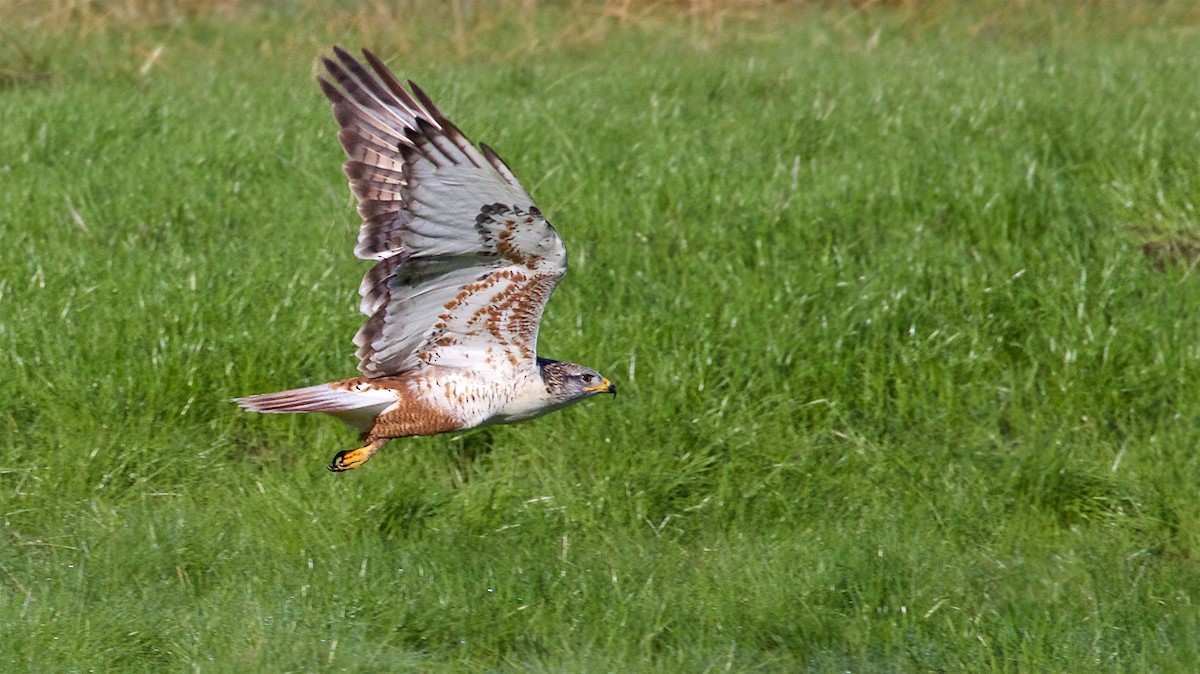 kongevåk - ML645840500