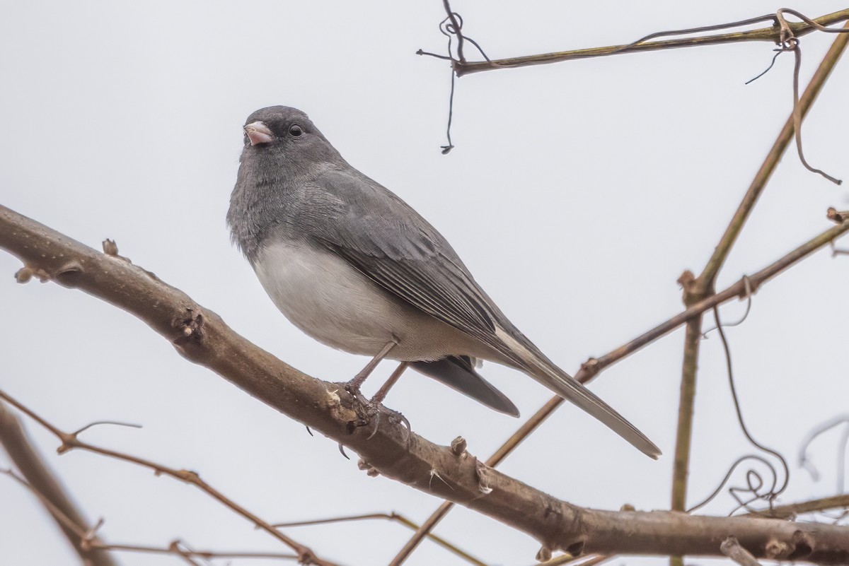 Dark-eyed Junco (Slate-colored) - ML645840511