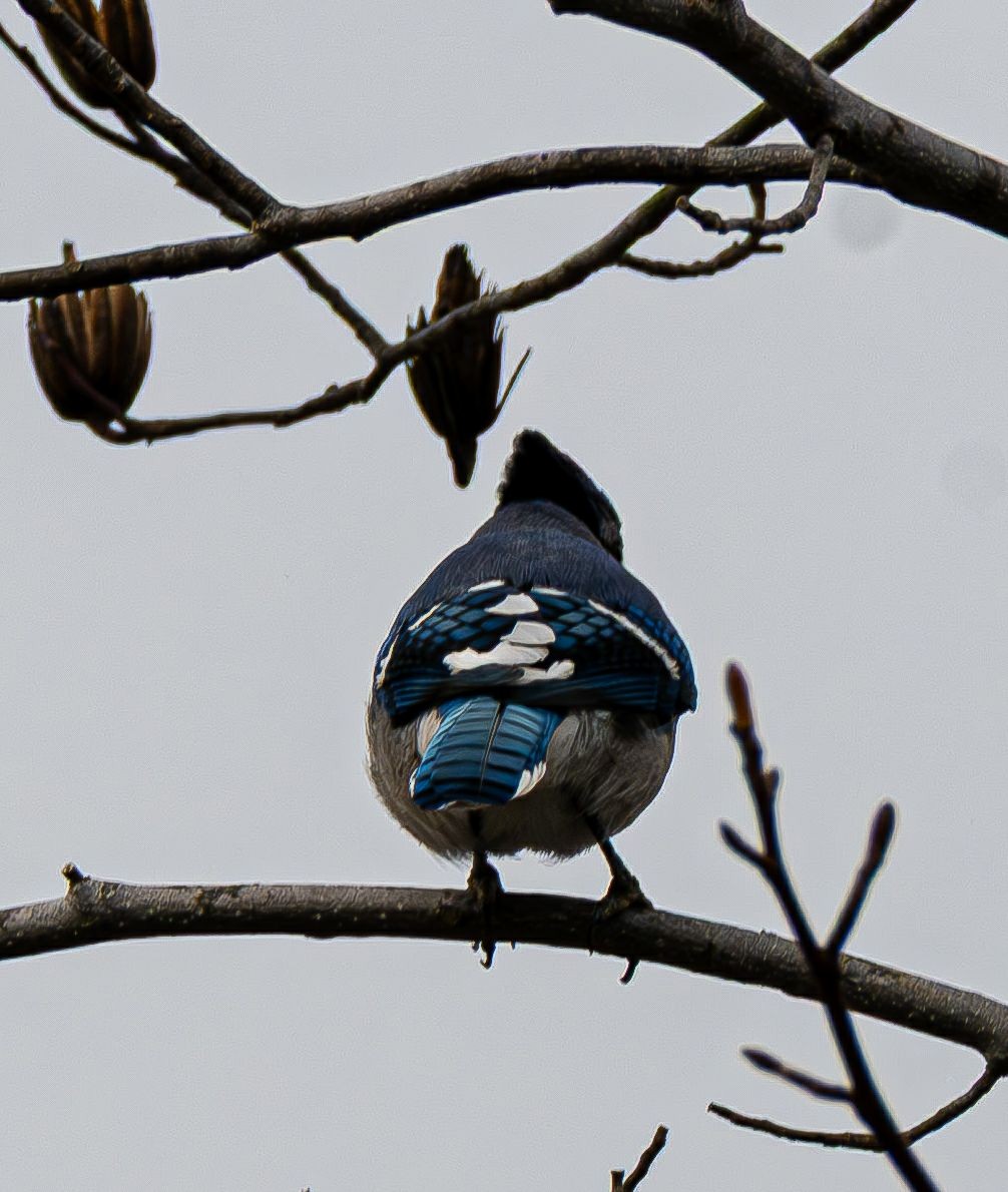 Blue Jay - ML645840513