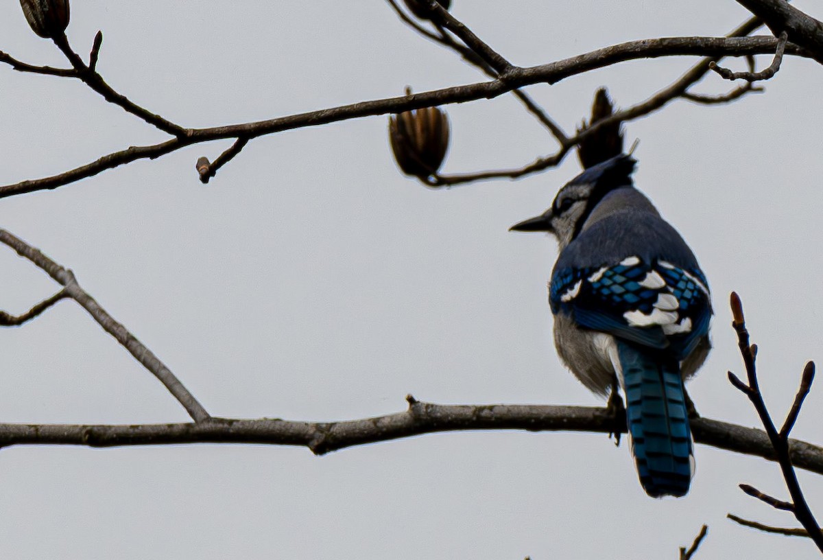 Blue Jay - ML645840514