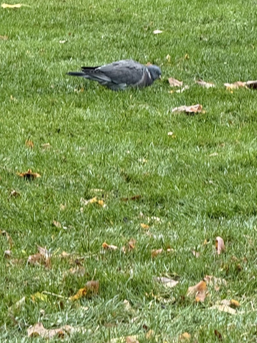 Common Wood-Pigeon - ML645840516