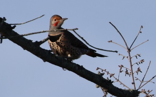 Northern Flicker - ML645840517