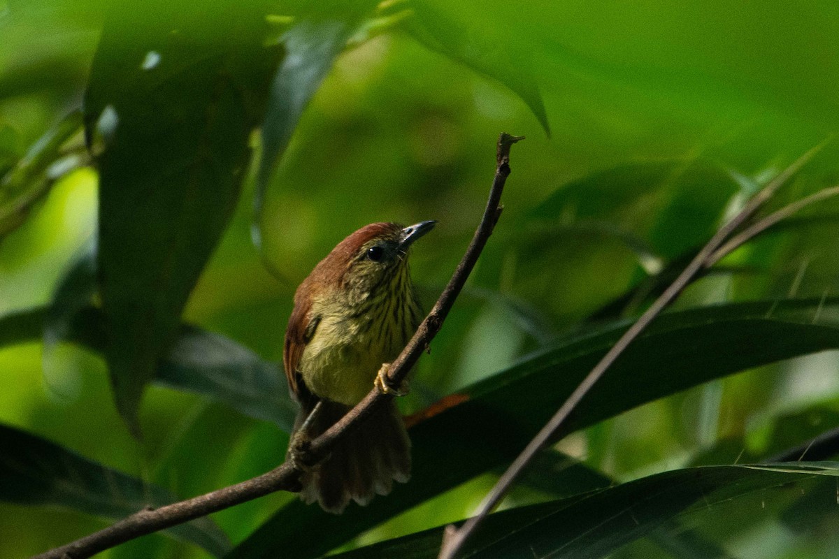 Pin-striped Tit-Babbler (Pin-striped) - ML645840524