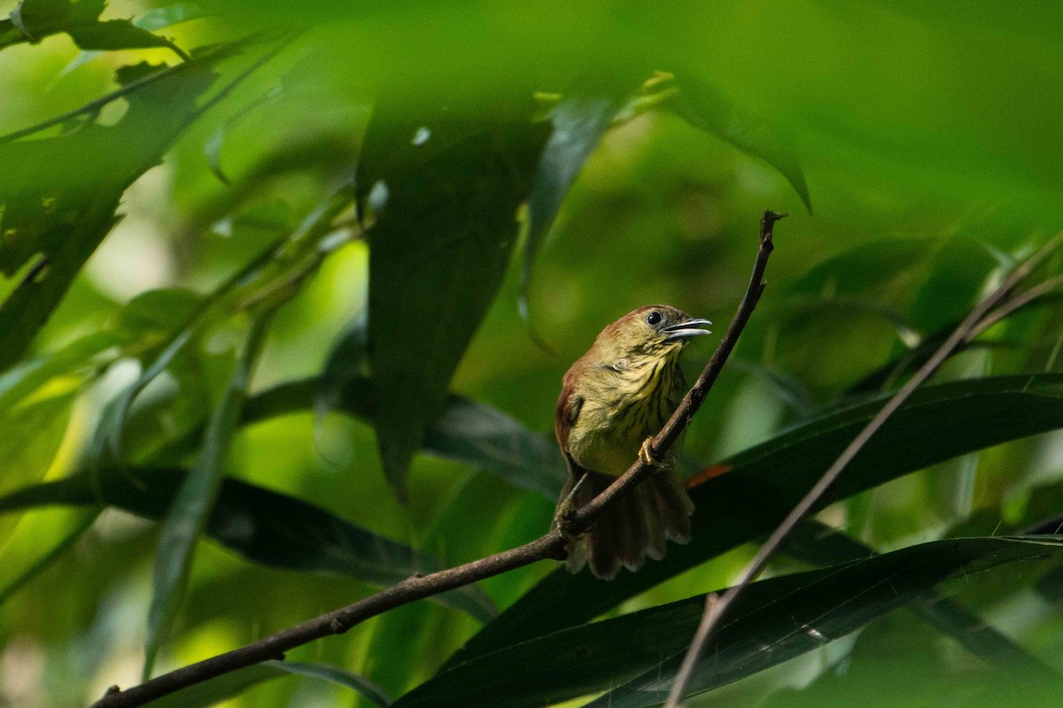 Pin-striped Tit-Babbler (Pin-striped) - ML645840526