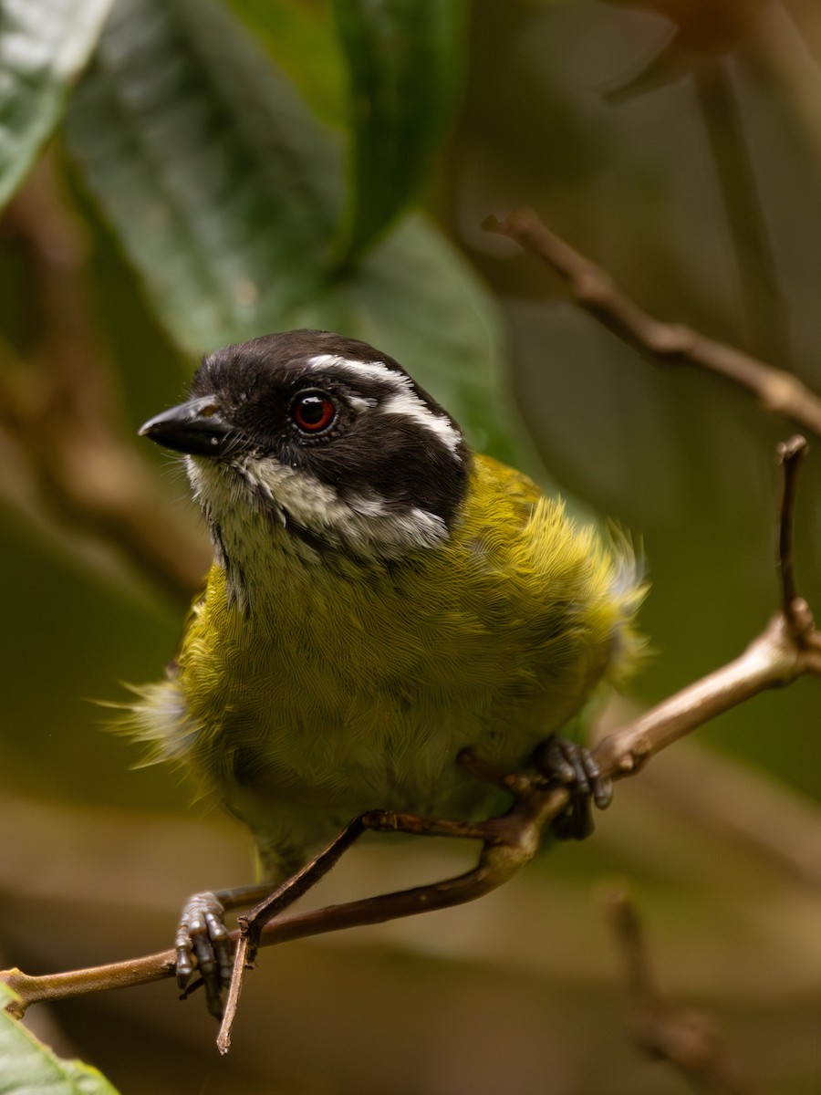 Sooty-capped Chlorospingus - ML645840548