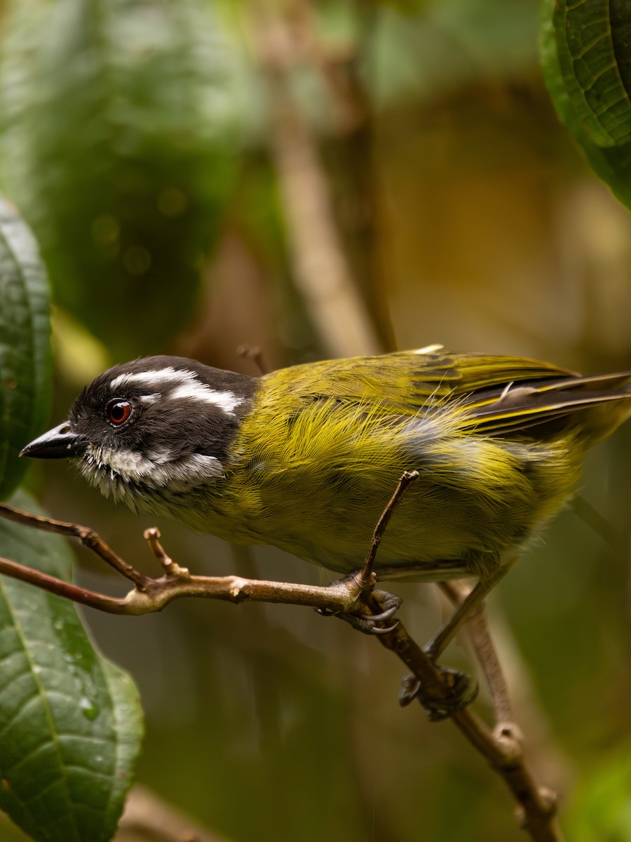 Sooty-capped Chlorospingus - ML645840549