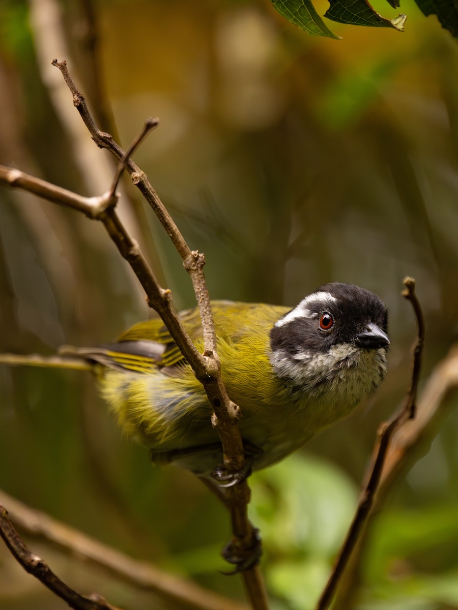 Sooty-capped Chlorospingus - ML645840550