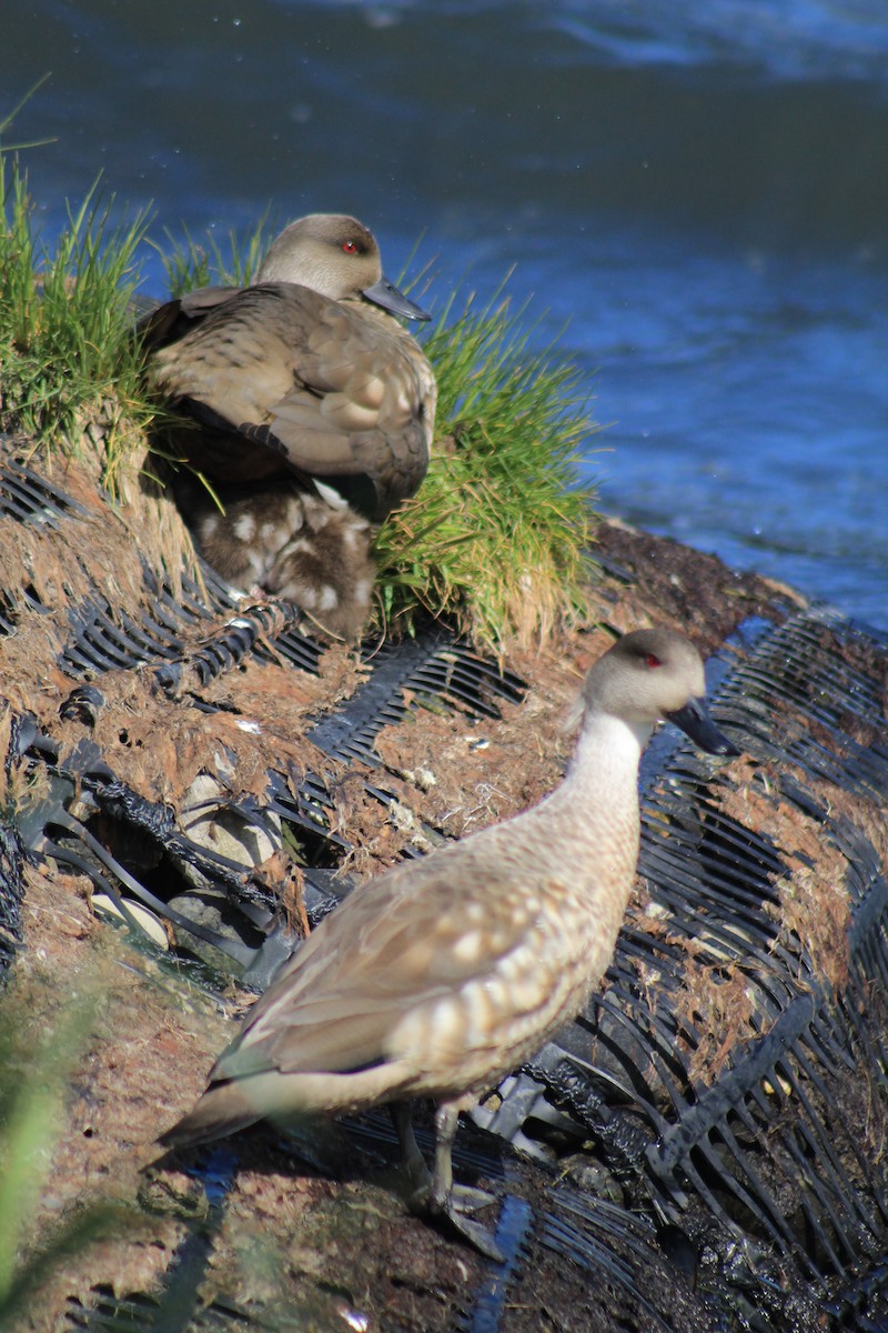 Crested Duck - ML645840565